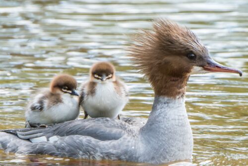 Goosander Canva