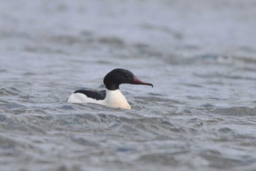 Male goosander Canva