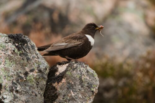 Ring ouzel Canva