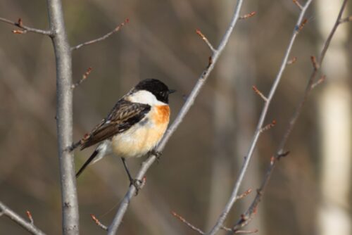 Male Stonechat canva