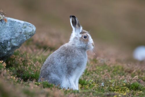 Mountain hare Canva