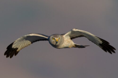 Male hen harrier Canva