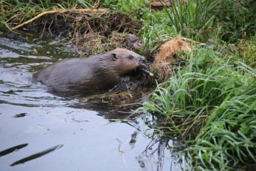 Beaver by Colin Harper