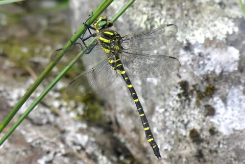 Golden Ringed Dragonfly by David Kitching
