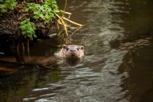 Otter by Dean Bricknell