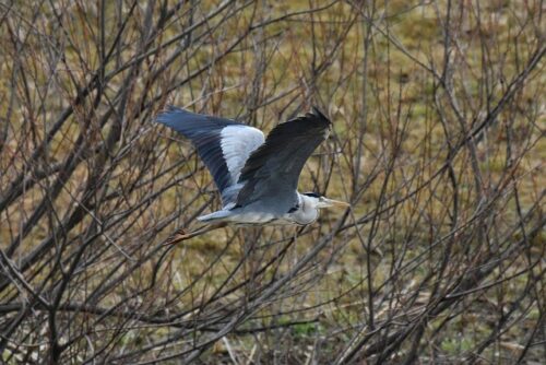 Grey heron